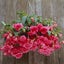 Begonia Sun Dancer Basket Mix Tuberous 15 seeds Carousel 1