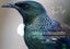 TUI IN OUR GARDEN FREEPOST **BUY ONE GET 1 FREE** Carousel 7