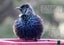 TUI IN OUR GARDEN FREEPOST **BUY ONE GET 1 FREE** Carousel 11