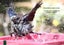TUI IN OUR GARDEN FREEPOST **BUY ONE GET 1 FREE** Carousel 8