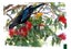 TUI IN OUR GARDEN FREEPOST **BUY ONE GET 1 FREE** Carousel 12