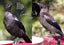 TUI IN OUR GARDEN FREEPOST **BUY ONE GET 1 FREE** Carousel 13