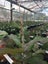 30mm x 100M Budding and Grafting tape Carousel 2