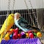 Bird Hammock Set New Carousel 4