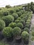 BUXUS TOPIARY Carousel 12
