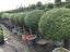BUXUS TOPIARY Carousel 13