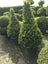 BUXUS TOPIARY Carousel 14