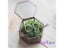 Mini Hexagon Geometric Ring Box Tabletop Succulent Planter Wedding Decoration Carousel 7