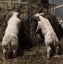 Rams for Lease Carousel 4