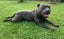 STAFFORDSHIRE BULL TERRIER PEDIGREE STUD DOG Carousel 11