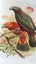 Maori Bird Lore: An Introduction by Murdoch Riley Carousel 4