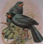 Maori Bird Lore: An Introduction by Murdoch Riley Carousel 5