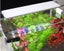 Beautiful Led Aquarium Lamp grass tank lamp 60K Carousel 3