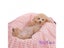 Pet Dog Bath Towel Carousel 5