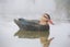 Mallard Decoys 20" Flocked 4 Hens 2 Drakes Carousel 4