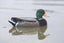 Mallard Decoys 20" Flocked 4 Hens 2 Drakes Carousel 5