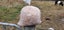 Grow Your Own Mushrooms at Home - 5 Step Phoenix Oyster Kit Carousel 6