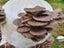 Grow Your Own Mushrooms at Home - 5 Step Phoenix Oyster Kit Carousel 5