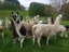 Pet Female and cria Carousel 11