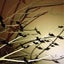 12pcs Halloween 3D Black Bat Wall Sticker Halloween Party Home Decor Sticker Carousel 5
