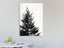 Black And White - Pine Tree - Contemporary Art - Wall Art - Art Prints Carousel 2