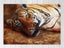 Tiger - Contemporary Art - Animal - Wall Art - Artwork - Art Prints Carousel 1