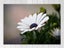 White Flower - Contemporary Art - Floral - Daisy - Artwork - Art Prints Carousel 1