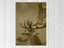 Deer Stag - Bird - Animal - Vintage - Wall Art - Artwork - Art Prints Carousel 1