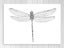Dragonfly - Contemporary Art - Black And White - Wall Art - Art Prints Carousel 1