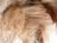 ALPACA FIBRE Carousel 1