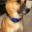 D40 Waterproof Pet Collar Gps Gsm Gprs Tracker Real Time Locator For Dogs Carousel 8
