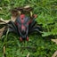 Infrared Remote Control Spider Animal Toy Prank Insects Joke Scary Trick Toys Carousel 3