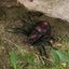 Infrared Remote Control Spider Animal Toy Prank Insects Joke Scary Trick Toys Carousel 8