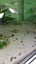 50 X Ramshorn snails 2-5mm Carousel 3