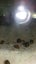 50 X Ramshorn snails 2-5mm Carousel 4