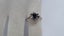 Stunning Vintage 18ct White Gold Sapphire & Eight Cut Diamond Starburst Ring Carousel 5
