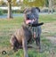 STAFFORDSHIRE BULL TERRIER PEDIGREE STUD DOG Carousel 8