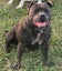 STAFFORDSHIRE BULL TERRIER PEDIGREE STUD DOG Carousel 12