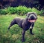 STAFFORDSHIRE BULL TERRIER PEDIGREE STUD DOG Carousel 13