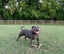 STAFFORDSHIRE BULL TERRIER PEDIGREE STUD DOG Carousel 10