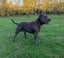 STAFFORDSHIRE BULL TERRIER PEDIGREE STUD DOG Carousel 15