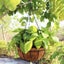 Planter Basket New Carousel 6