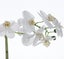 Butterfly Orchid - Potted Carousel 3