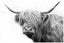 ON SALE FREE SHIPPING - 1 Piece Canvas Art Print - Highland Cow Carousel 1