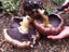 Edible Garden Giant Mushrooms/ Wine Cap/ Stropharia Rugosoannulata. 2KG Carousel 8