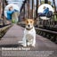 GPS Tracker Anti-Lost Waterproof Bluetooth Pet Dog Cat Keys Wallet Random Colors Carousel 3