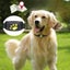 Dog GPS Locator Pet Tracker for Dogs & Cats with GPS Function IDE Carousel 6