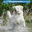 Dog GPS Locator Pet Tracker for Dogs & Cats with GPS Function IDE Carousel 9