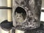 Clearance * New Luxury Twin Tower - Pet/Cat Show Product - 189cm Carousel 5