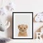 Baby Lion Peekaboo Art Print Carousel 4
